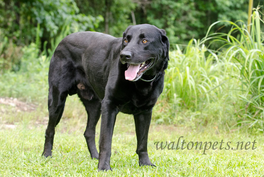 Black Labrador Retriever Dog