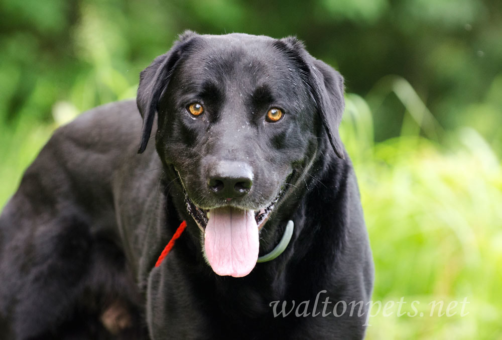 Black Labrador Retriever Dog