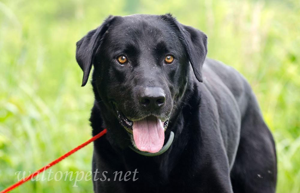 Black Labrador Retriever Dog