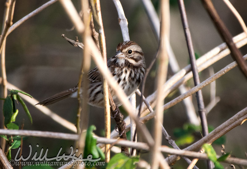 Song Sparrow