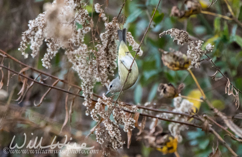 Orange Crowned Warbler Picture