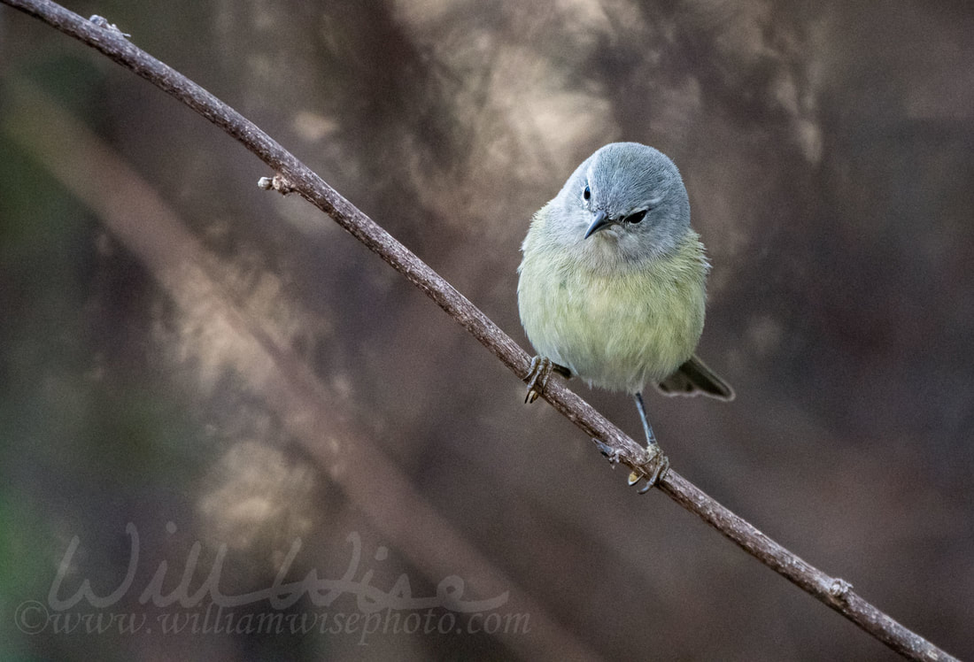 Orange Crowned Warbler Picture