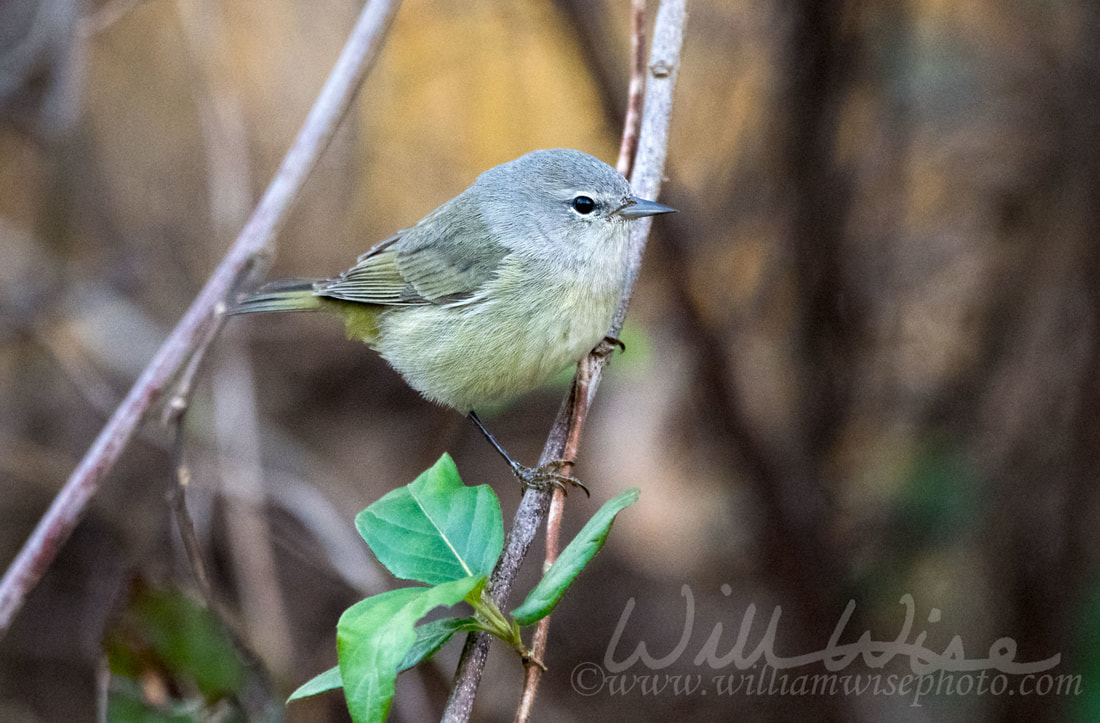 Orange-crowned Warbler Picture