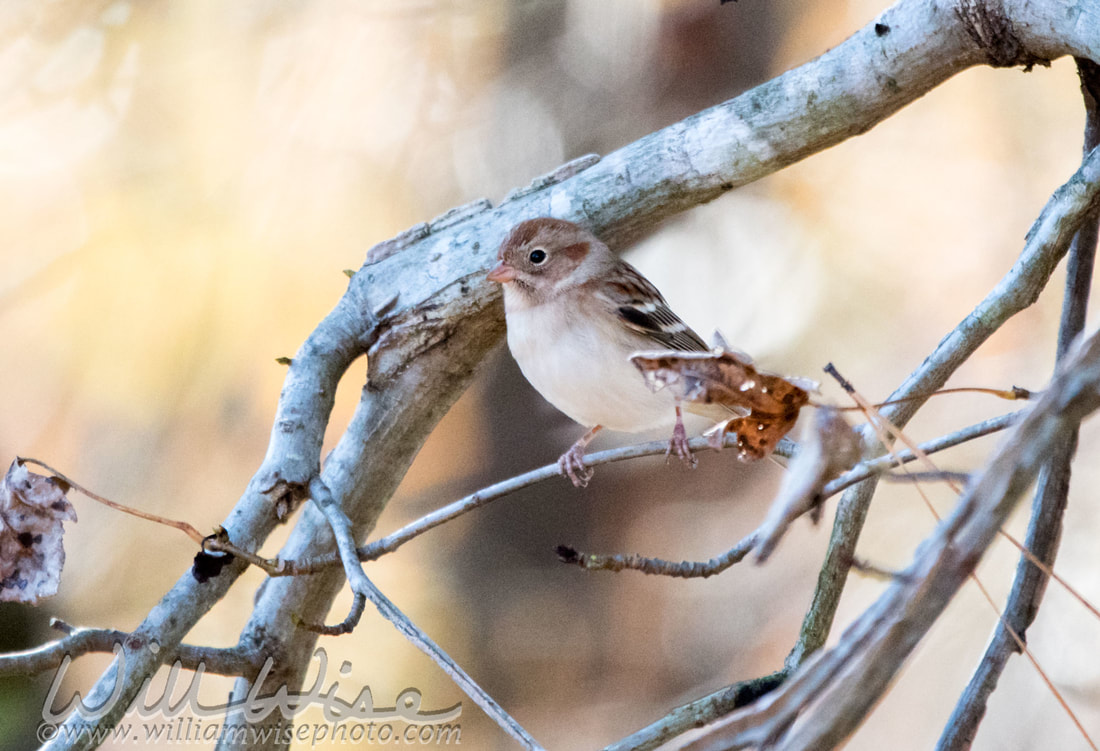 Field Sparrow Picture