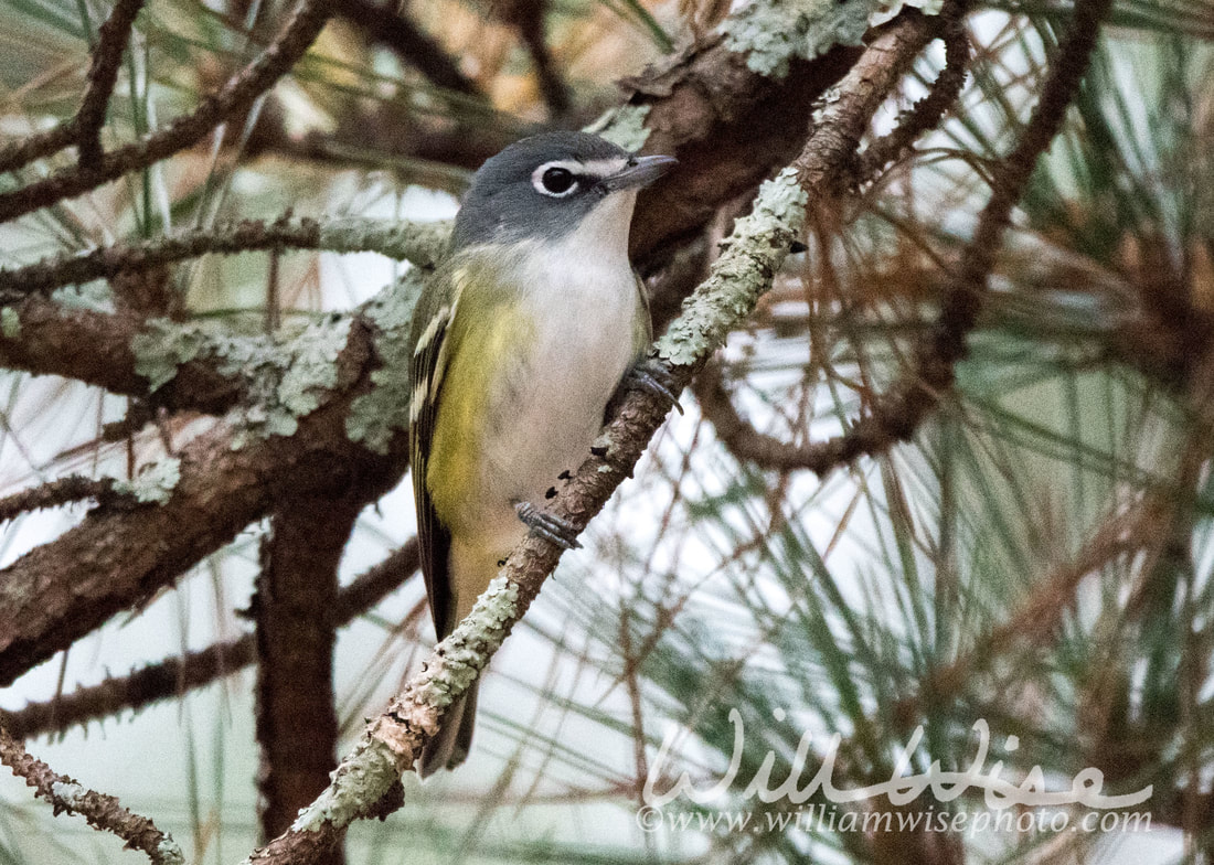 Blue Headed Vireo Picture