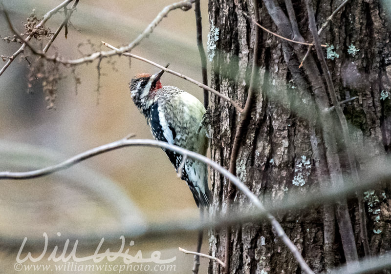 Yellow Bellied Sapsucker woodpecker picture