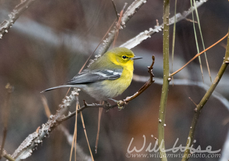 Pine Warbler