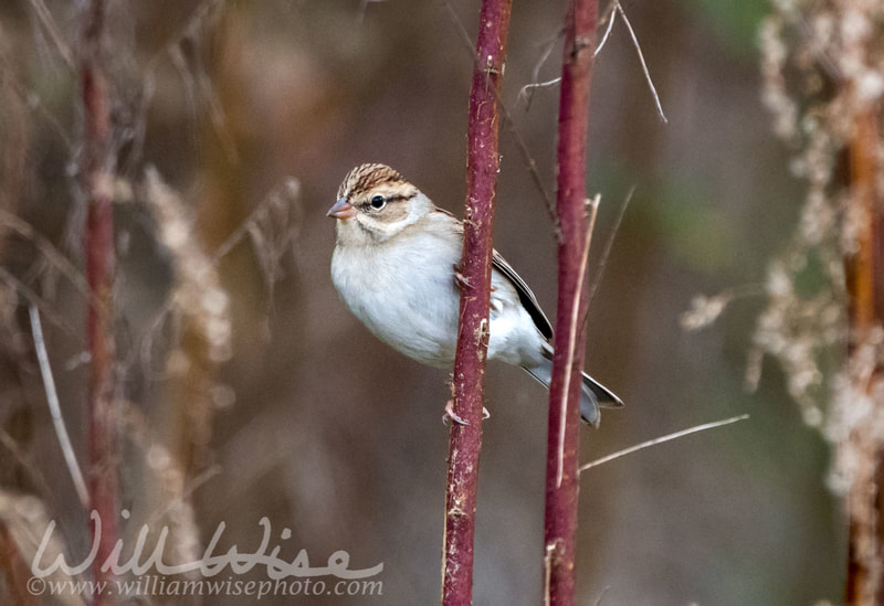 Chipping Sparrow