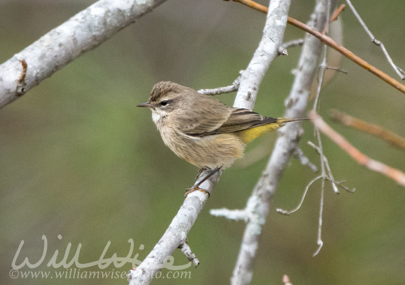 Palm Warbler