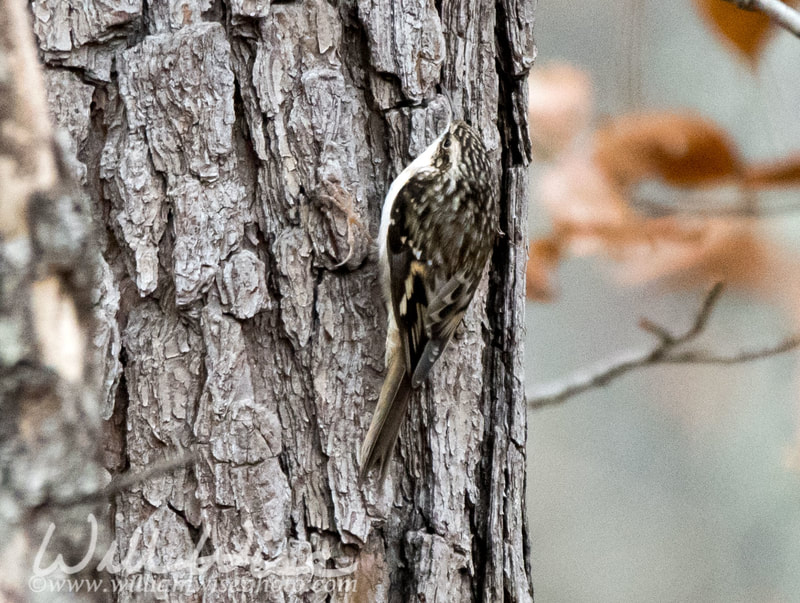 Brown Creeper