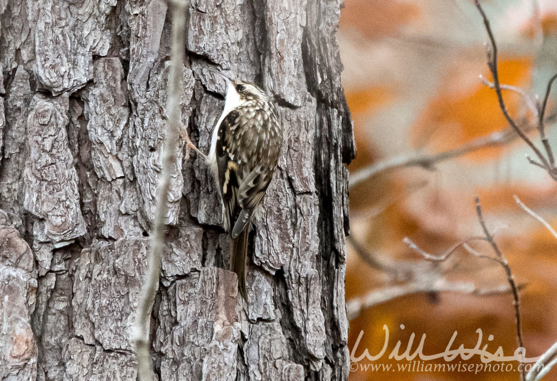 Brown Creeper Picture