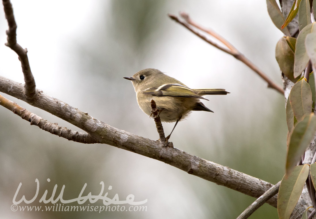Ruby Crowned Kinglet Picture
