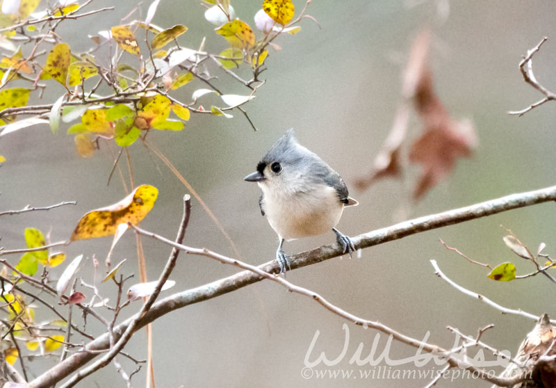Tufted Titmouse