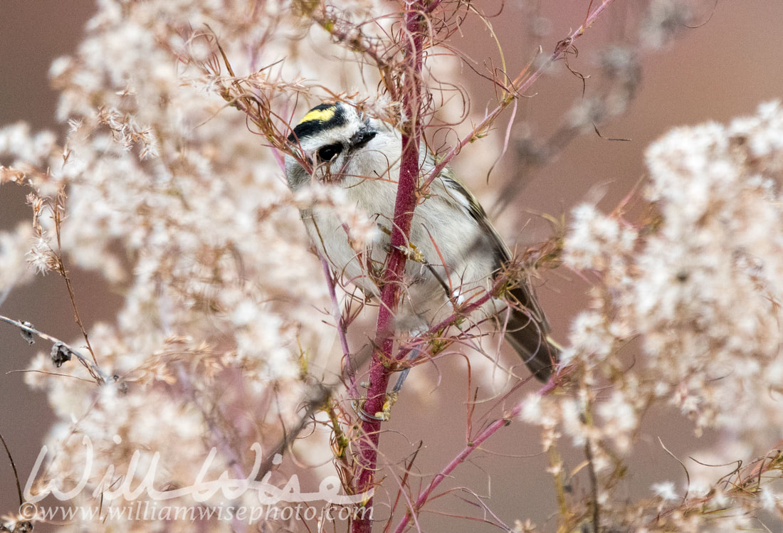 Golden Crowned Kinglet Picture