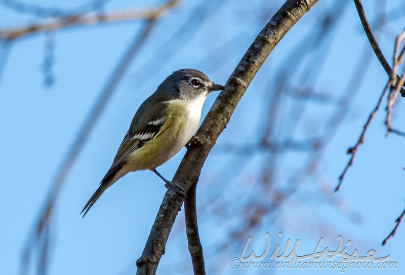 Blue Headed Vireo picture