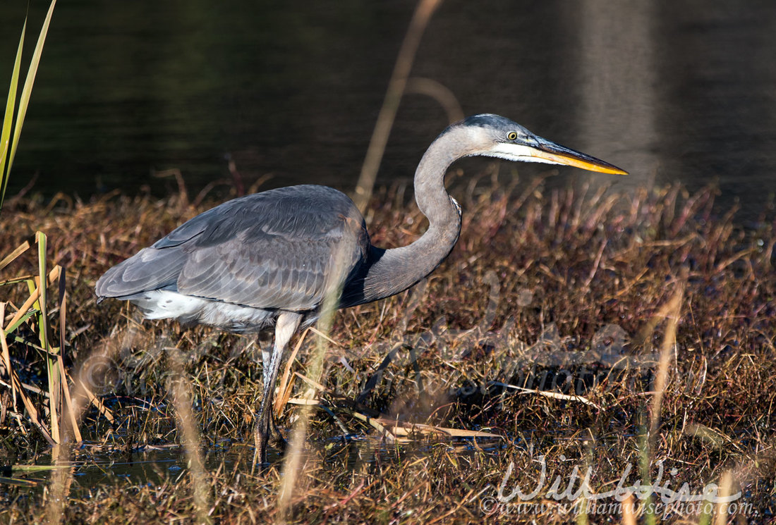 Great Blue Heron Picture