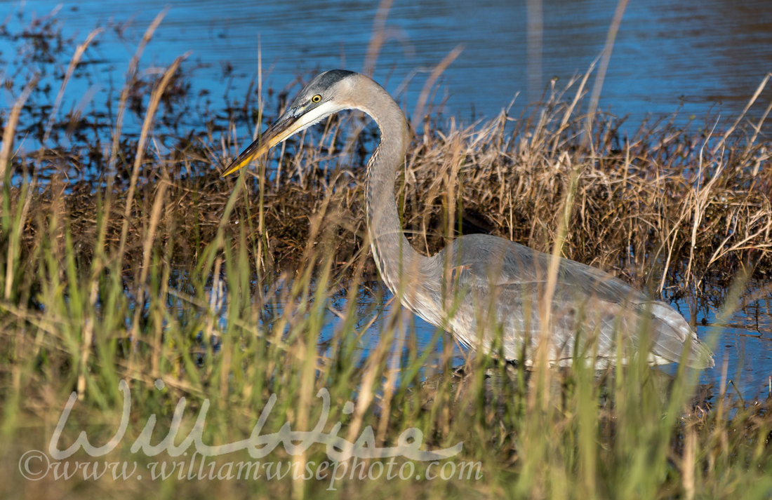 Great Blue Heron Picture