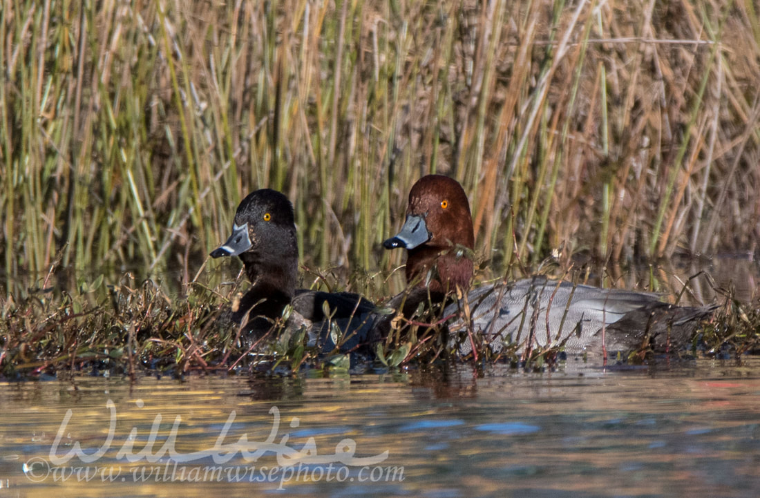 Ringneck and Redhead Duck Picture