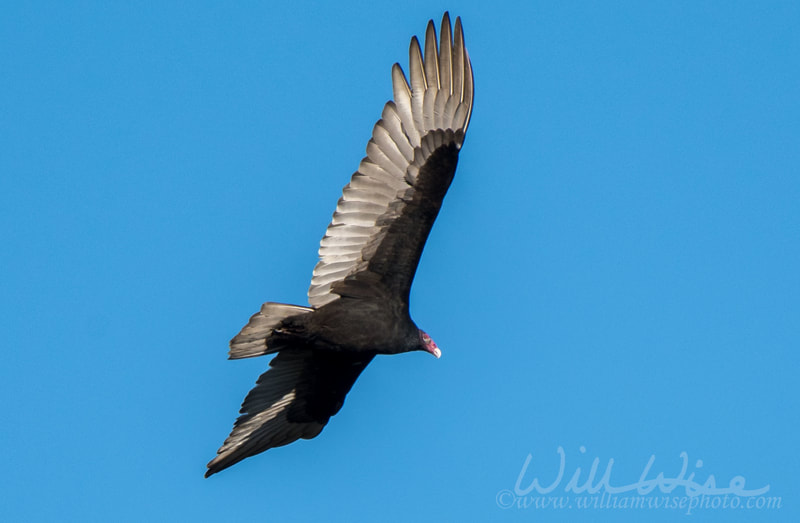 Turkey Vulture Picture