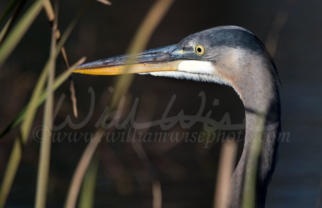 Great Blue Heron Picture