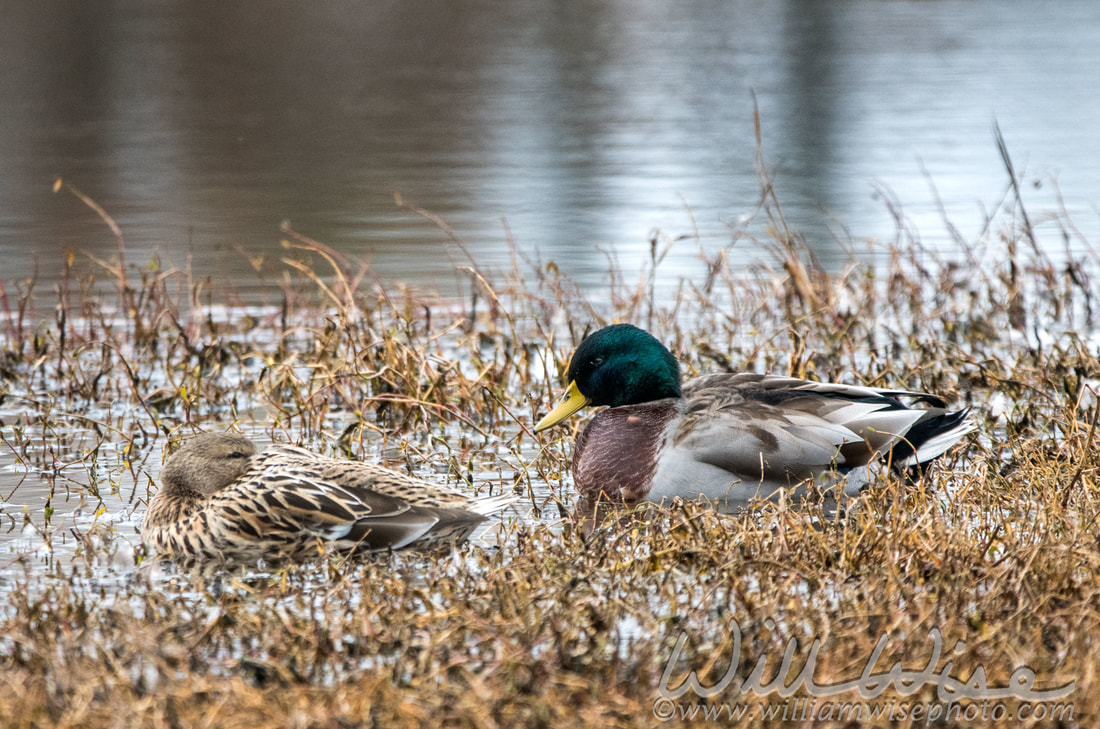Mallard Picture