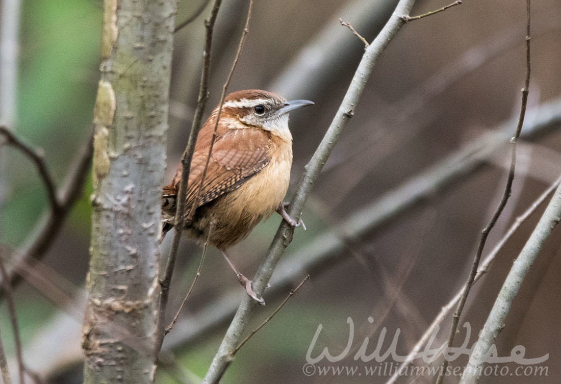 Carolina Wren Picture