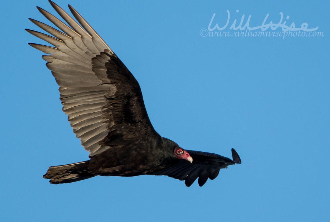 Turkey Vulture Picture