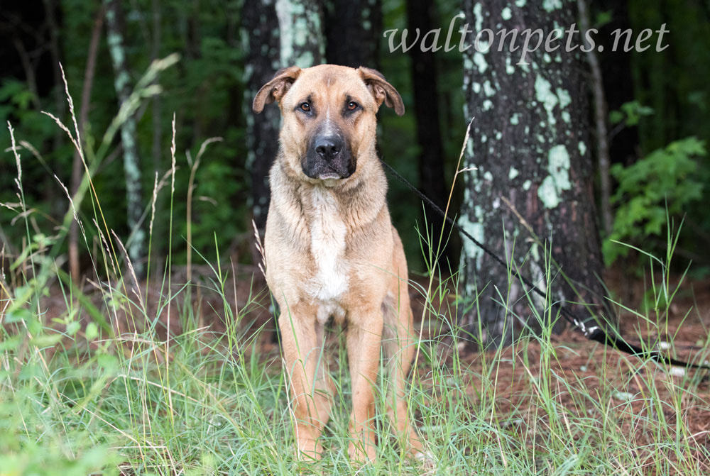 German Shepherd Shar Pei mixed breed dog
