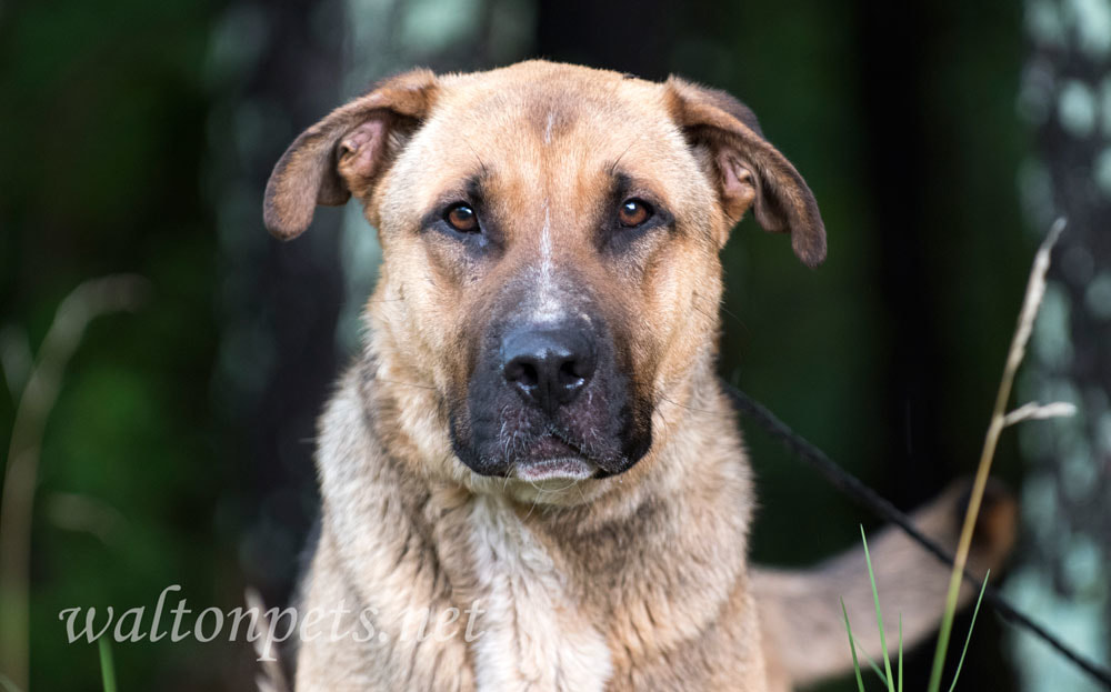 German Shepherd Shar Pei mixed breed dog
