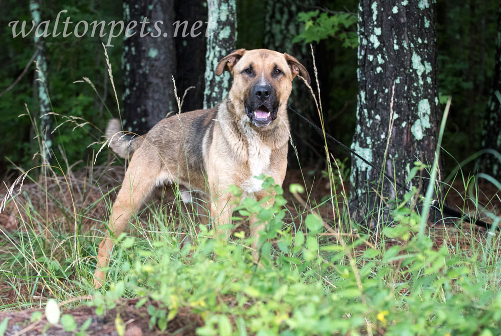 German Shepherd Shar Pei mixed breed dog