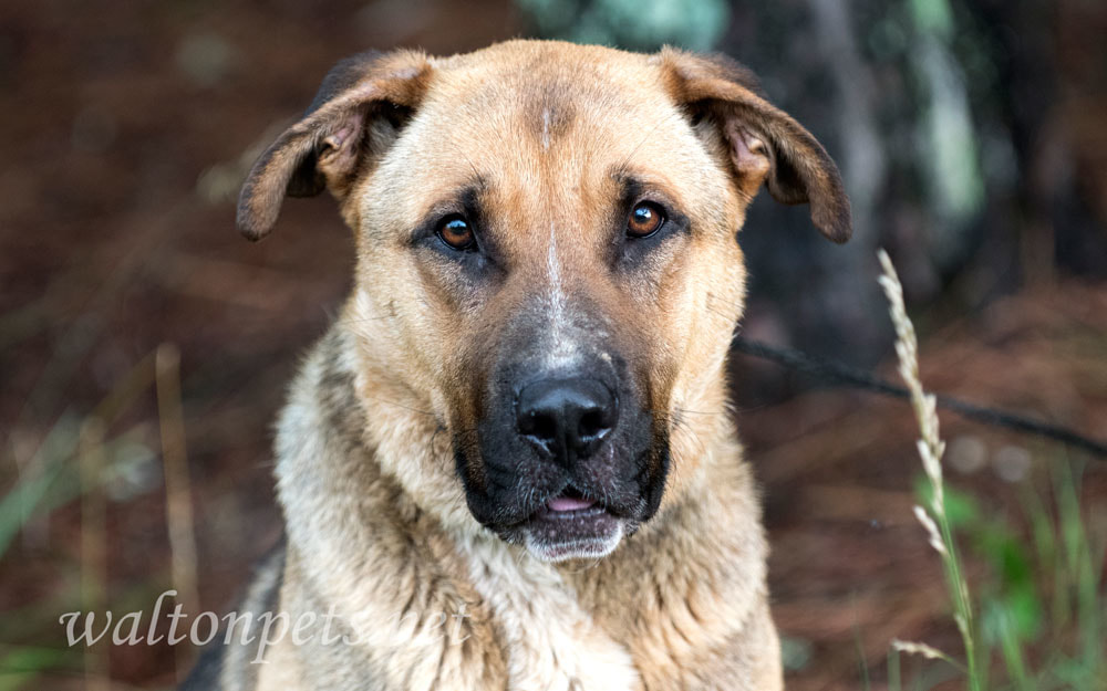 German Shepherd Shar Pei mixed breed dog