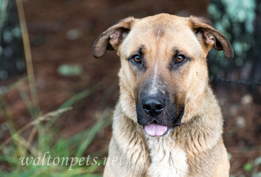 German Shepherd Shar Pei mixed breed dog