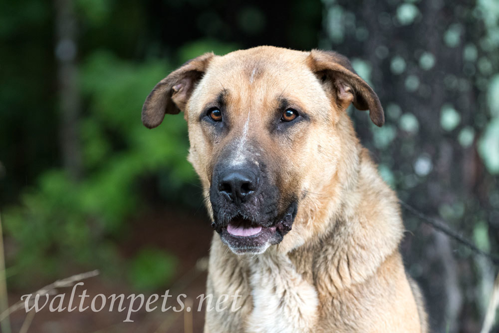 German Shepherd Shar Pei mixed breed dog