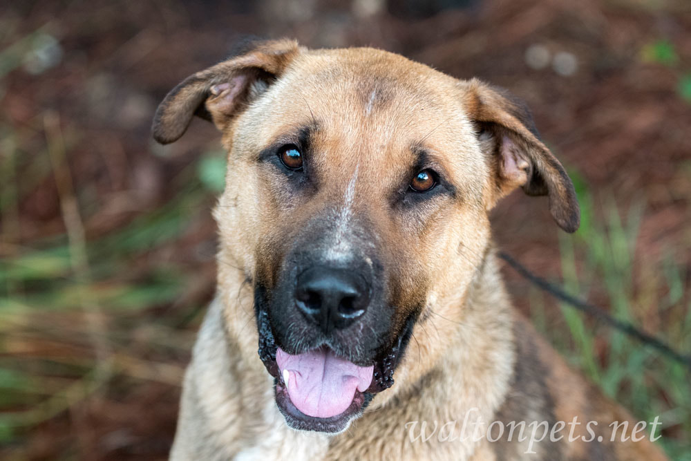 German Shepherd Shar Pei mixed breed dog