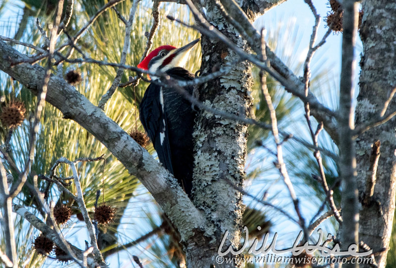 Pileated Woodpecker picture