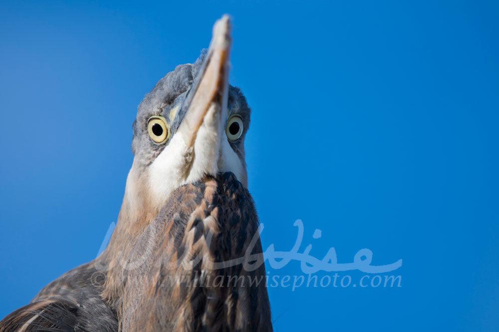 Great Blue Heron Picture