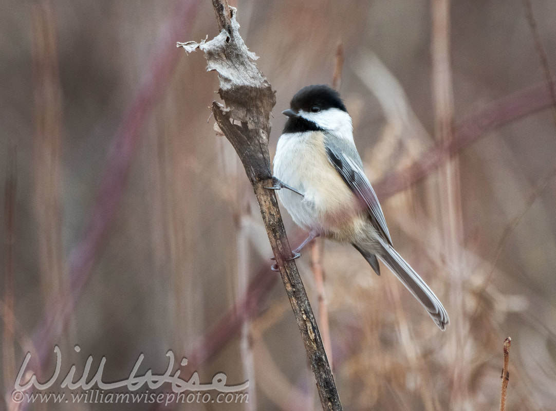 Black Capped Chickadee Picture