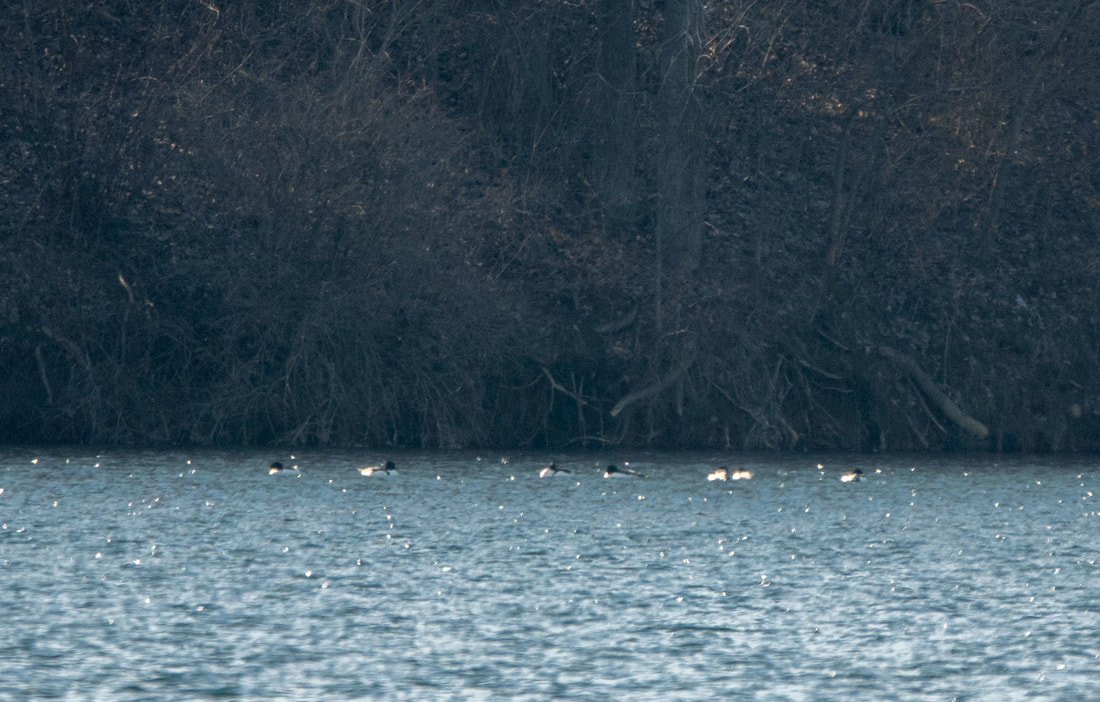 Merganser Picture