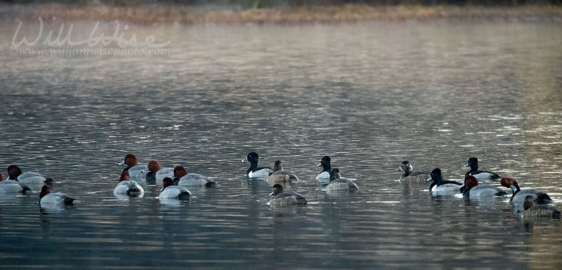 Duck Picture