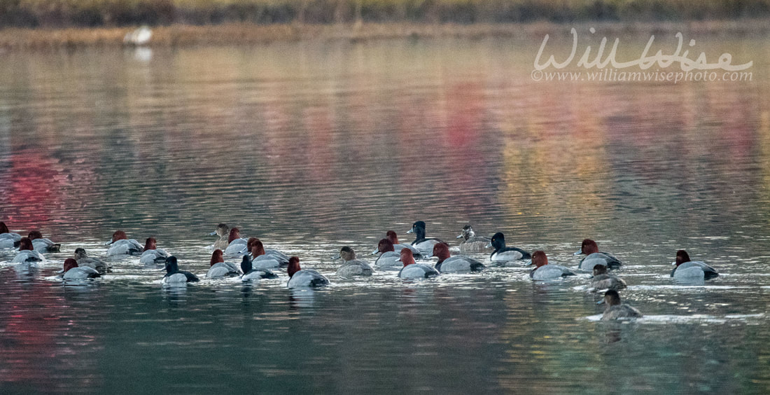 Redhead Duck Picture