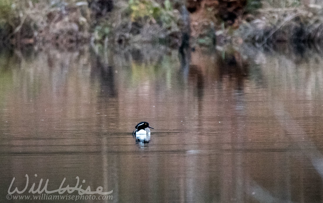 Hooded Merganser Picture