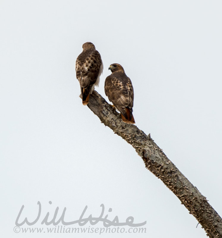 Red-tailed Hawk Picture