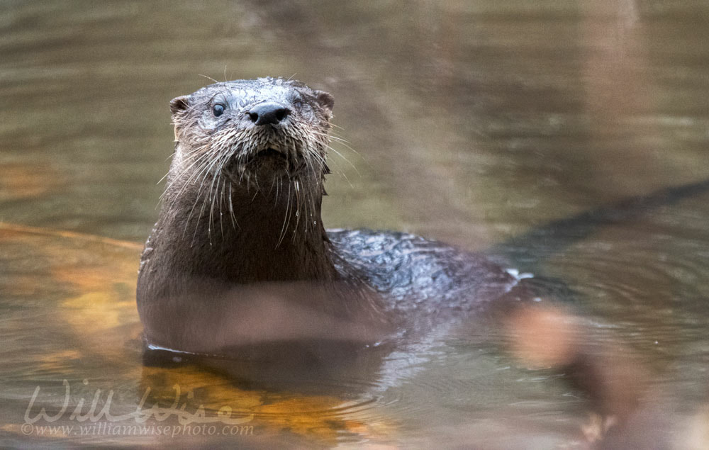 River Otter swimming in muddy Georgia pond, USA Picture