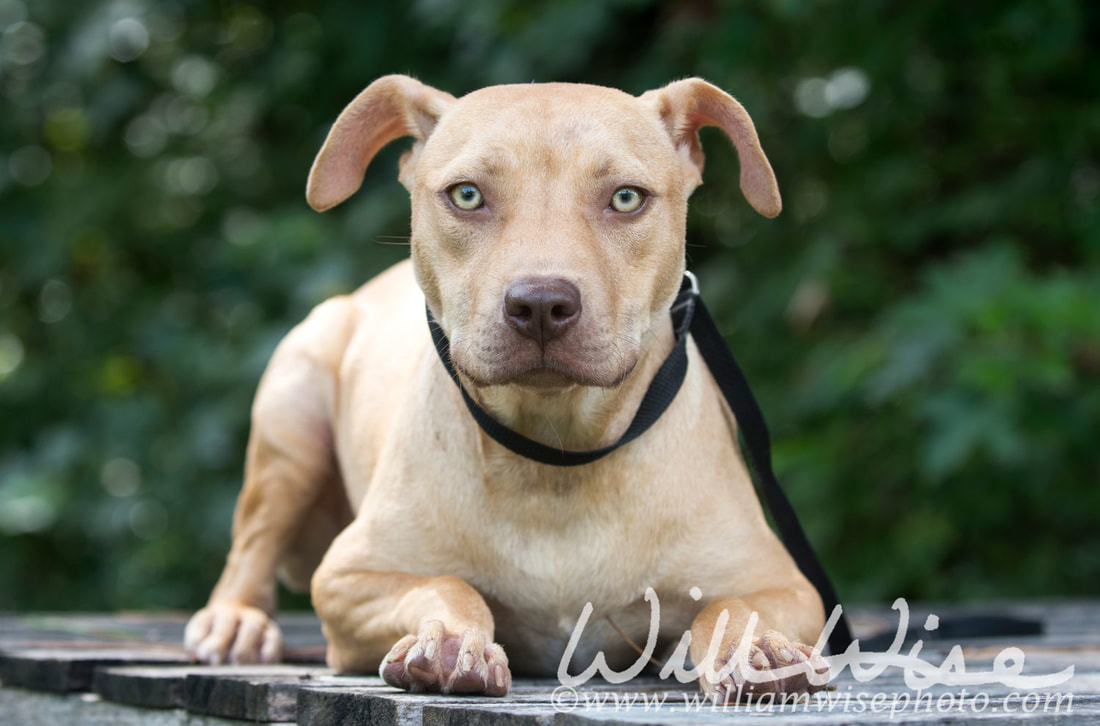 Pitbull puppy dog