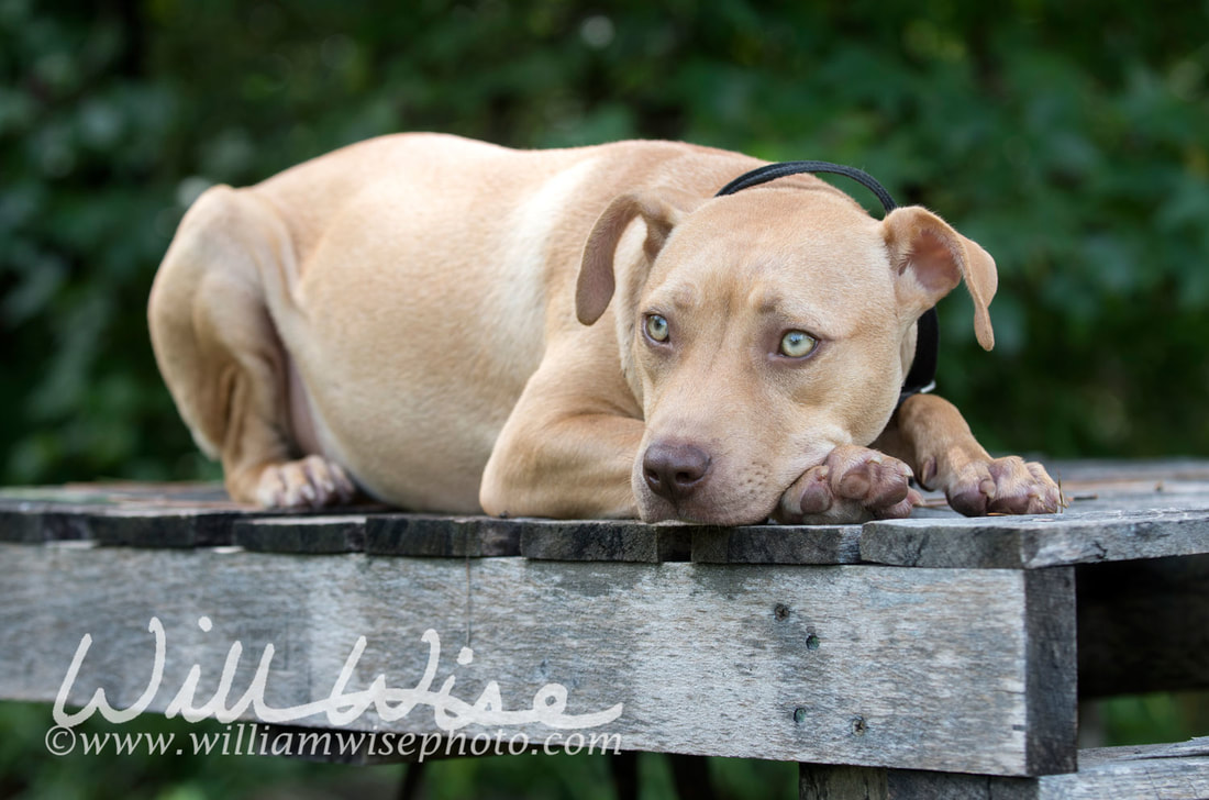 Pitbull puppy dog