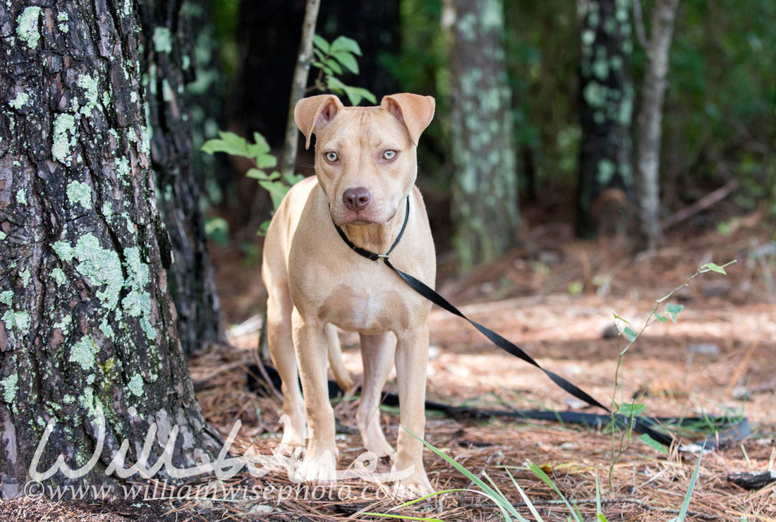 Pitbull puppy