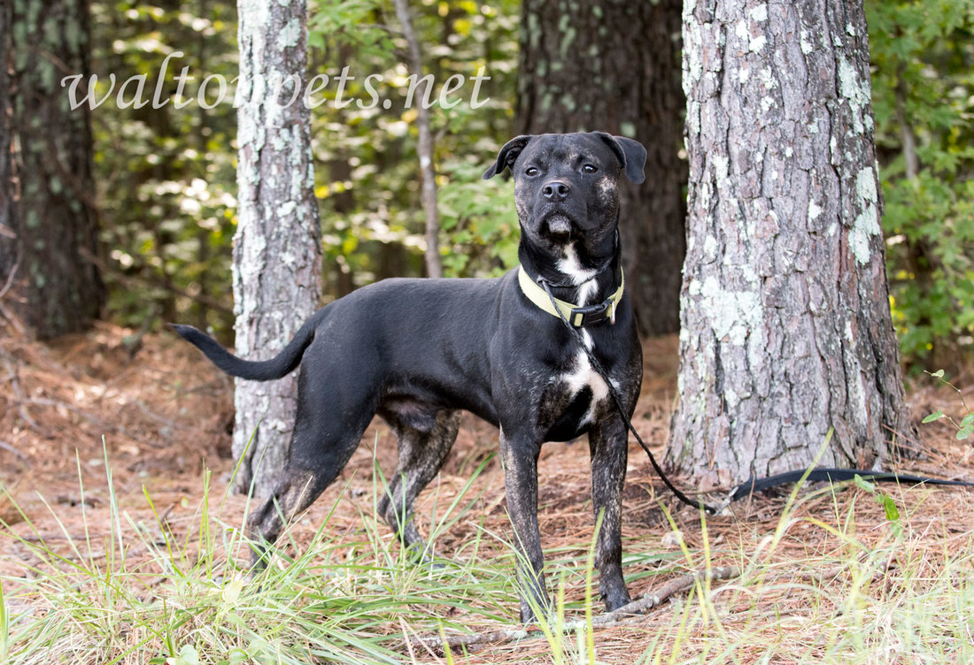Brindle Pitbull Terrier mixed breed dog adoption photo