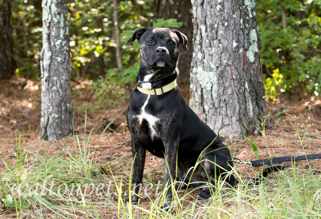 Brindle Pitbull Terrier mixed breed dog adoption photo