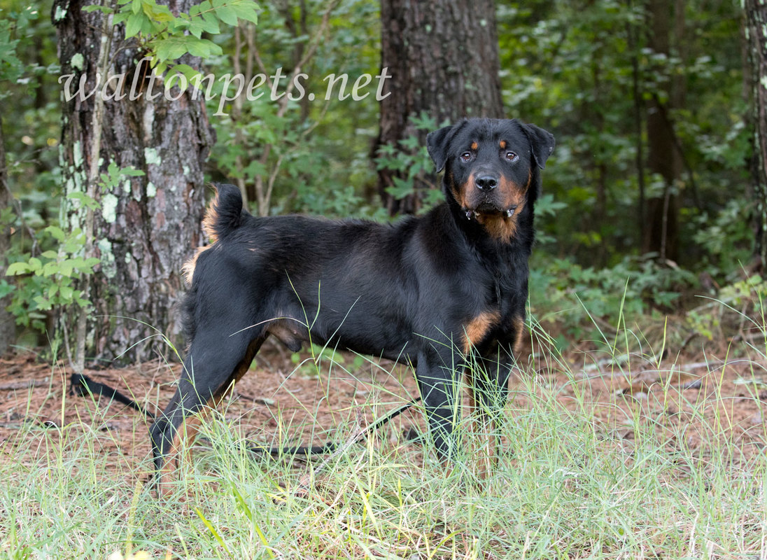 Rottweiler dog outdoors on leash 