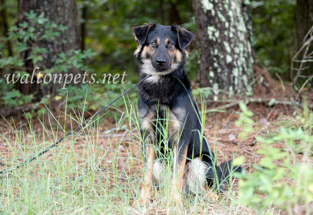 Australian Shepherd Retriever mix dog sitting outdoors on leash 